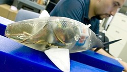 Roboterfisch von Alvarado