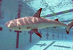 Roboshark