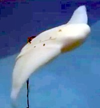 Mantabot