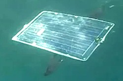 Mola