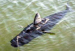 GhostSwimmer