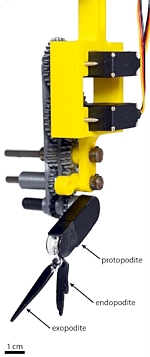 Pleobot