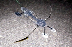 WaterStrider