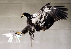 Adler schlägt Drohne