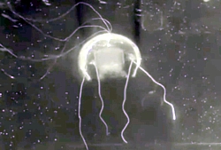 Bionische Qualle der NWPU