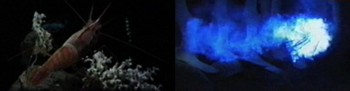 Weißblau leuchtende Leuchtwolke der Heterocarpus laevigatus Krabbe 