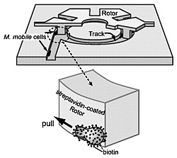 Mycoplasma-Motor Grafik