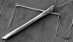 Mikrotubuli für Spermbot