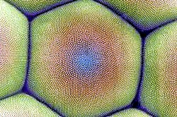 Mottenauge