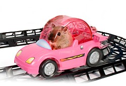 Hamster-Fahrzeug Critter Cruiser