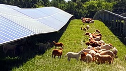 Solarfarm mit Schafen