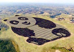 Panda-Solarfarm