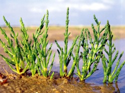 Salicornia