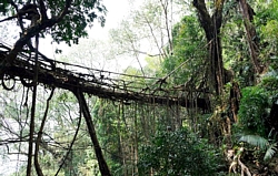 Lebende Brücke in Meghalaya